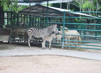 Mother zebra protects her baby girl.